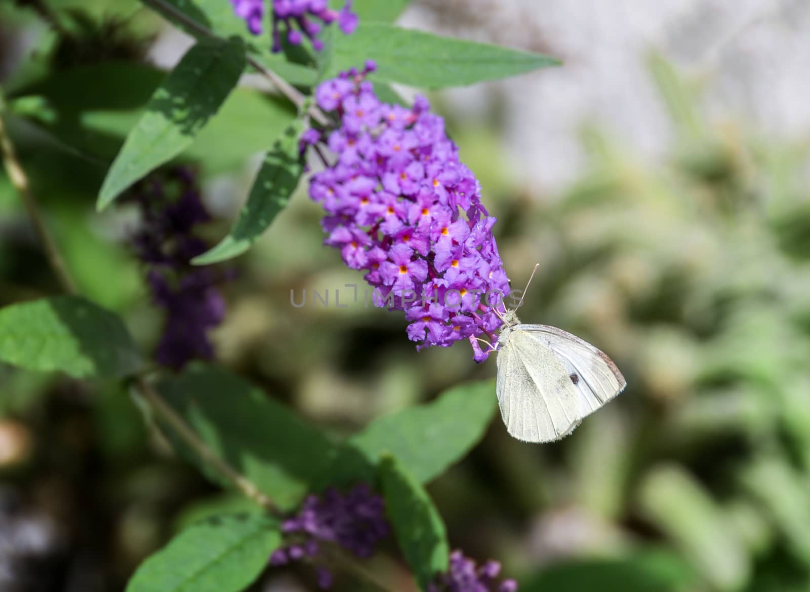 Small White by whitechild