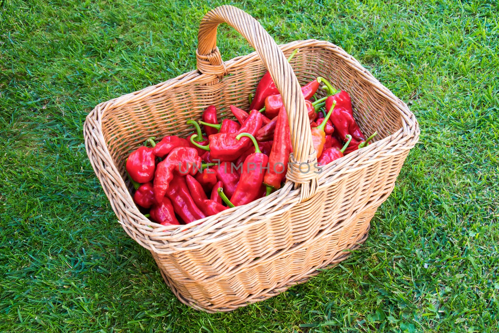 Organically grown red pepper in a basket made of twigs on a grass.