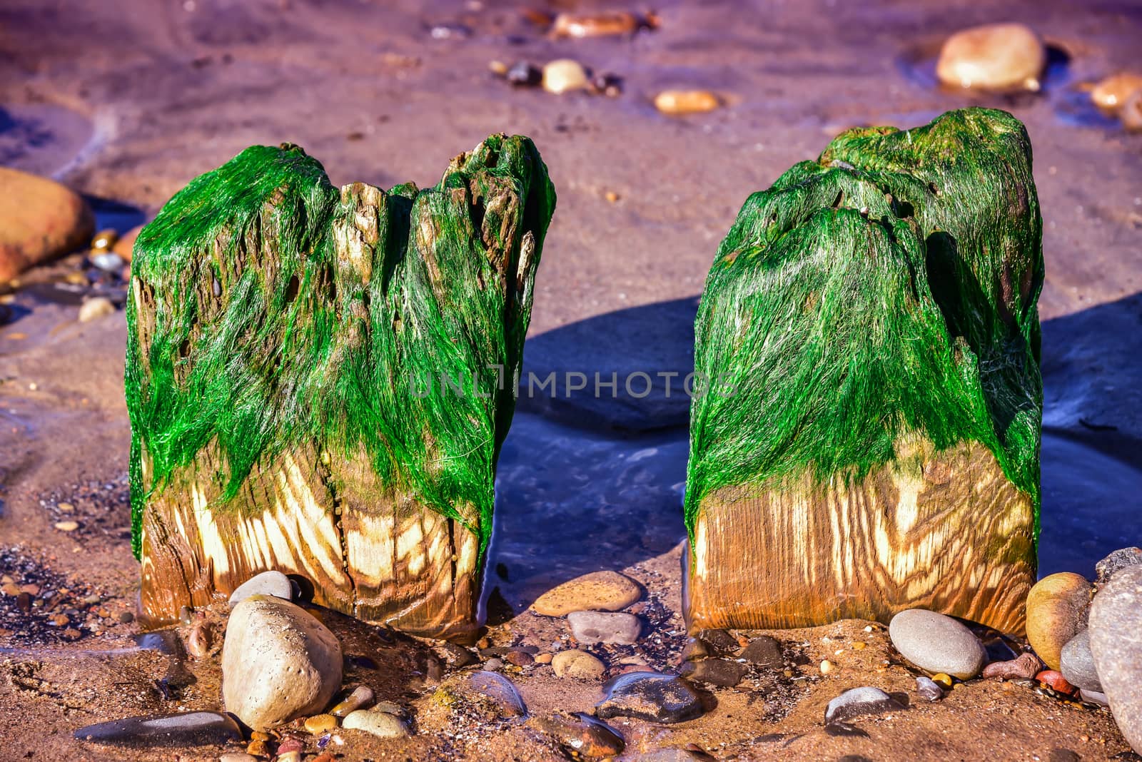 Two colorful wooden poles at the beach covered by algae