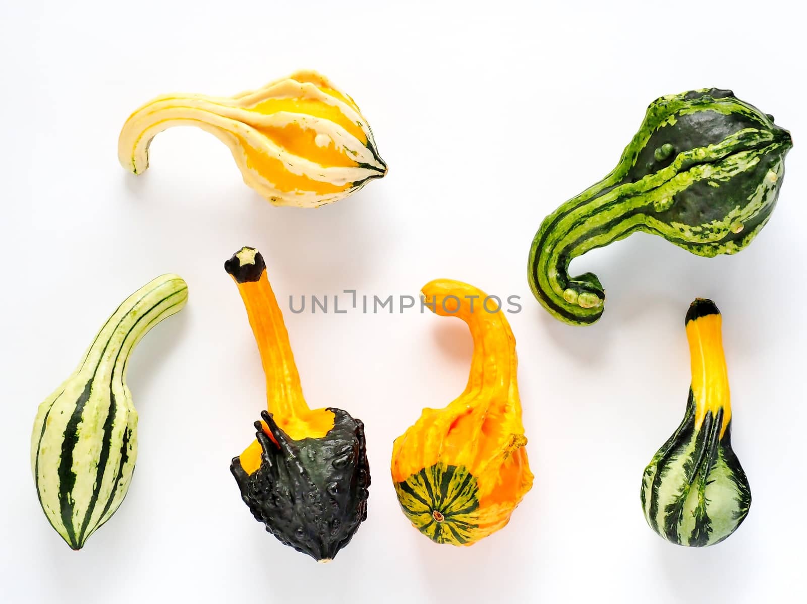 Six decorative pumpkins on the white background.