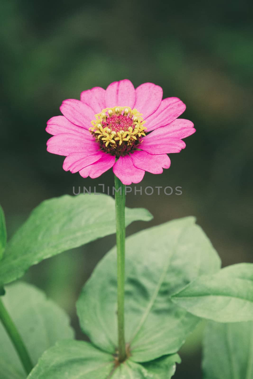 Pink zinnia flowers on nature background.- Vintage Filter