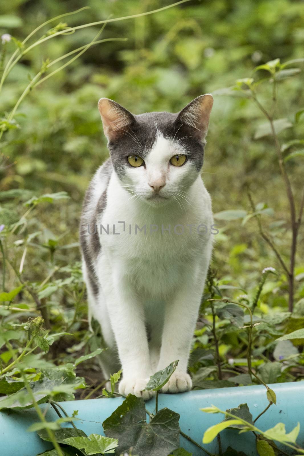 Image of a cat sat on nature background