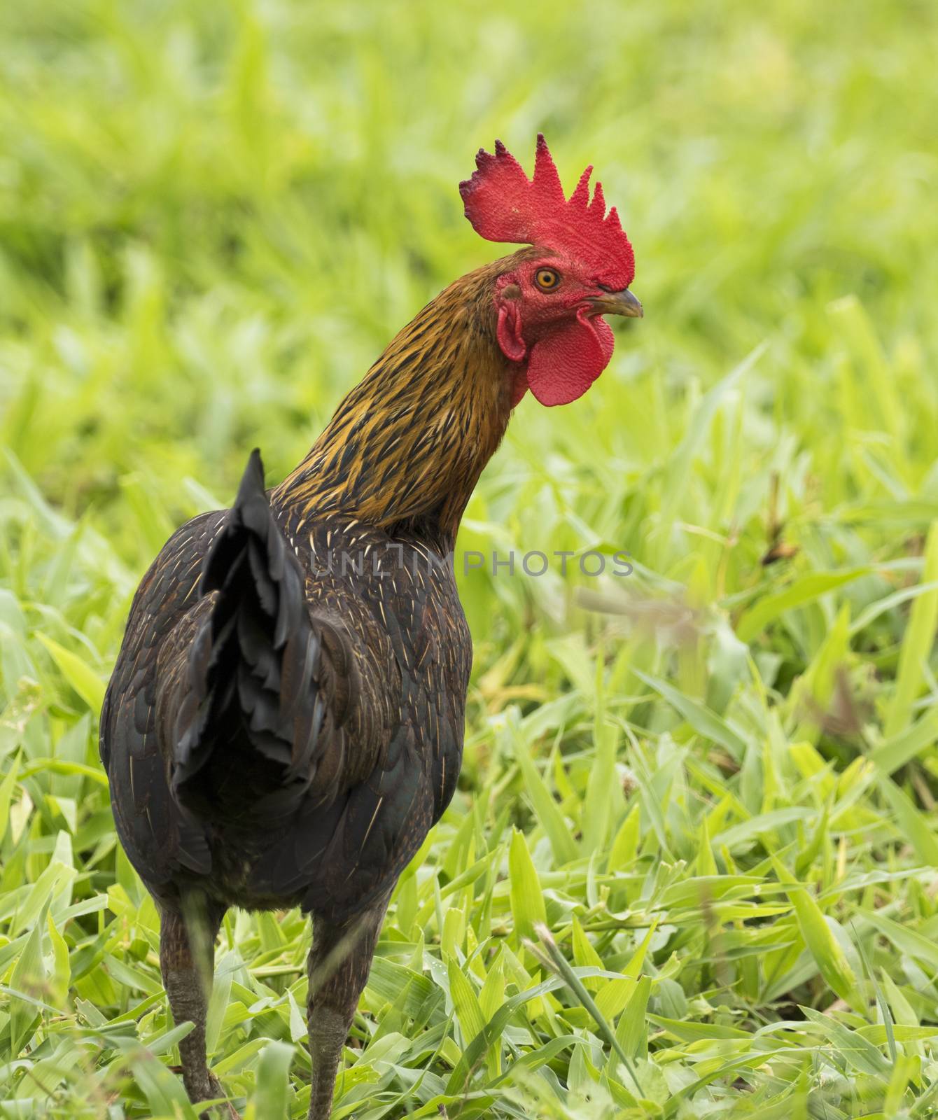 Image of a cock in green field.