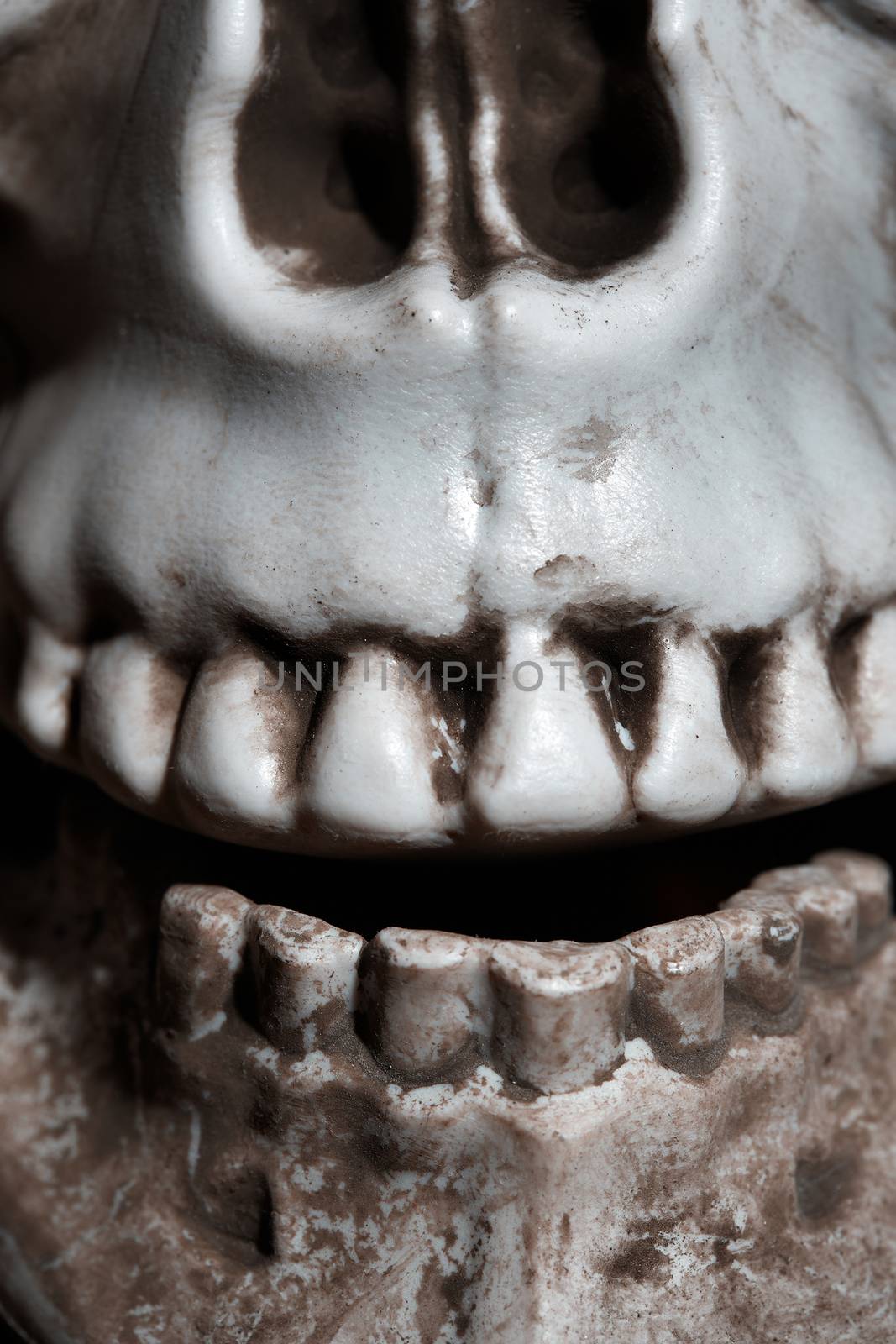 Close-up vertical photo of the human skull