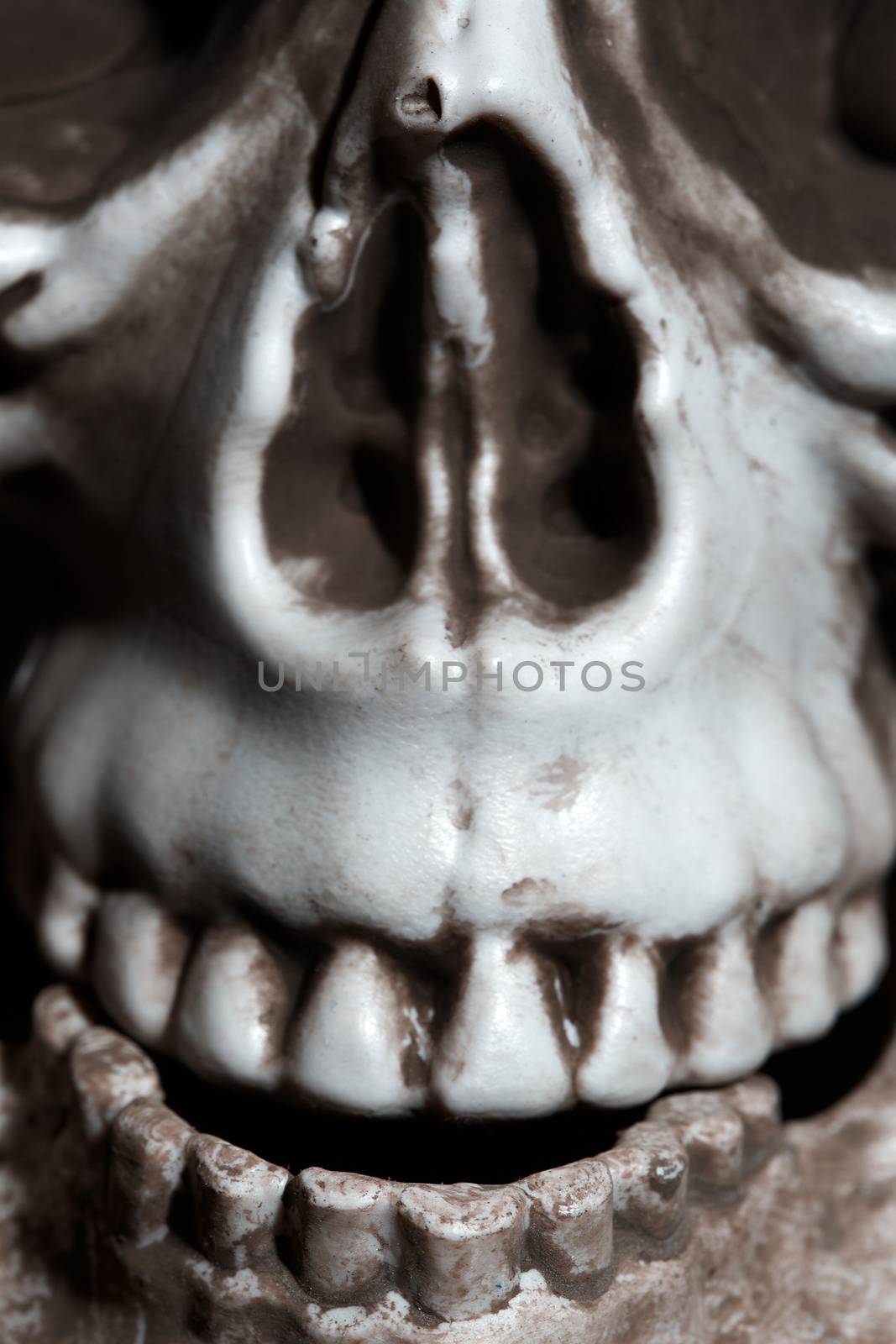 Close-up photo of the human skull by Novic