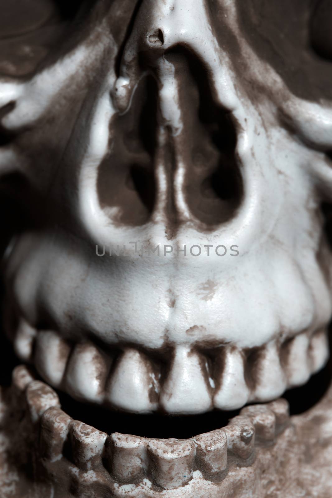 Close-up vertical photo of the human skull