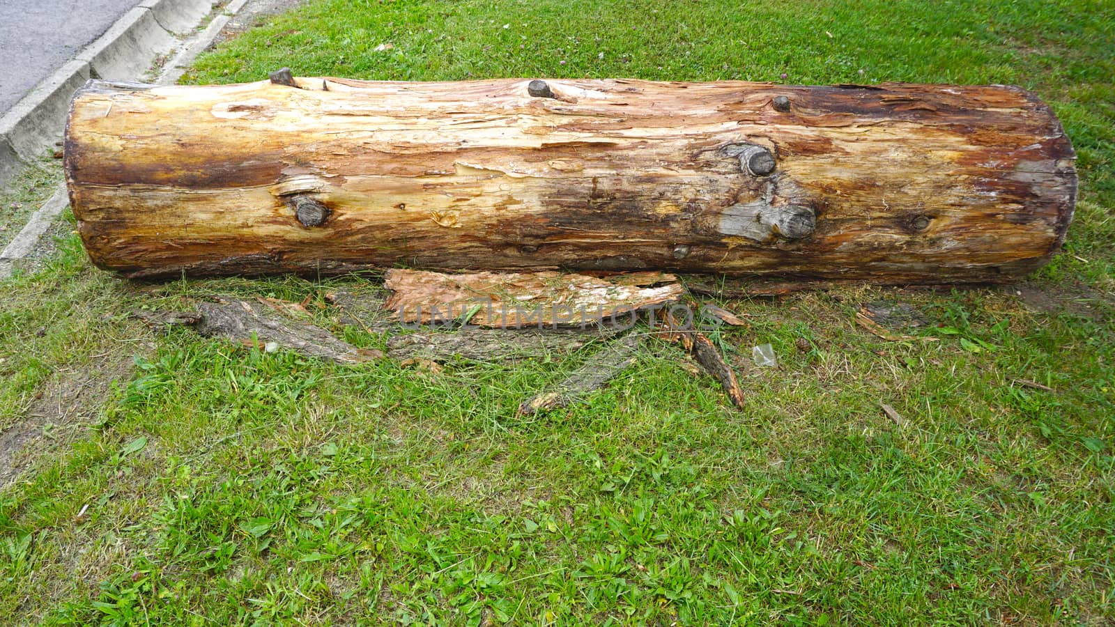 wooden log firewood on the grass field