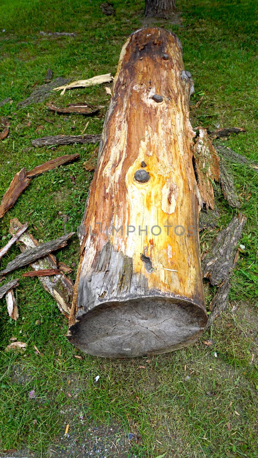 wooden log firewood on the grass field vertical by polarbearstudio