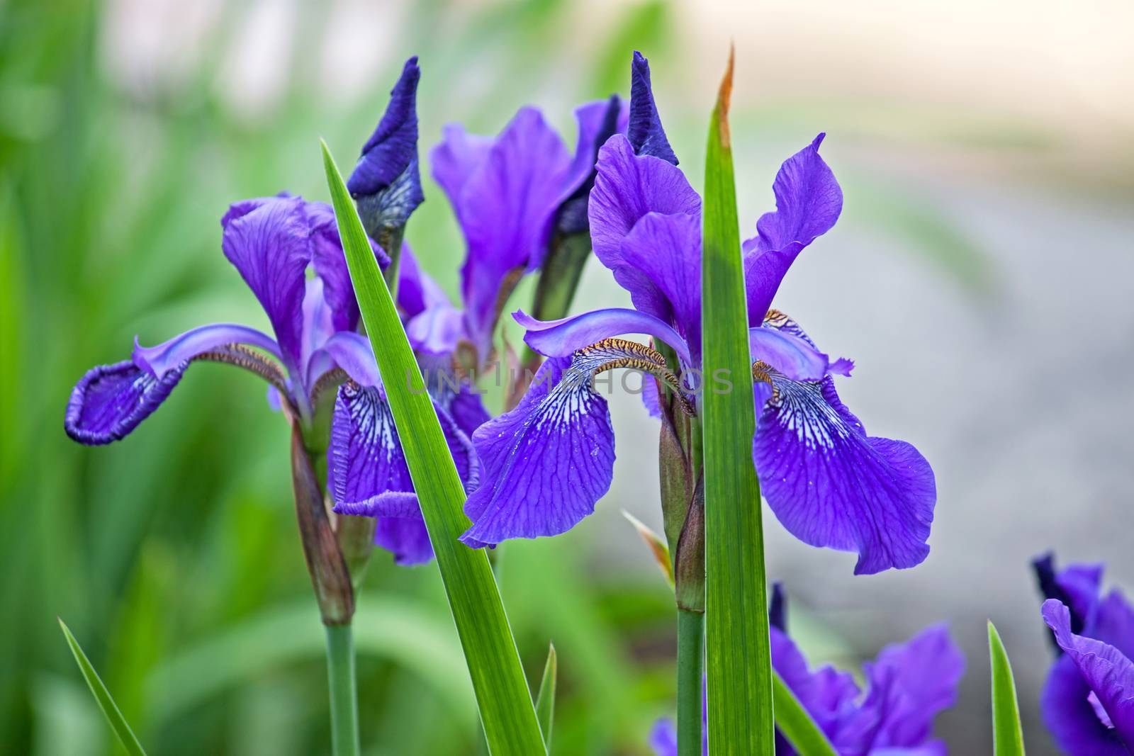irises by zhannaprokopeva
