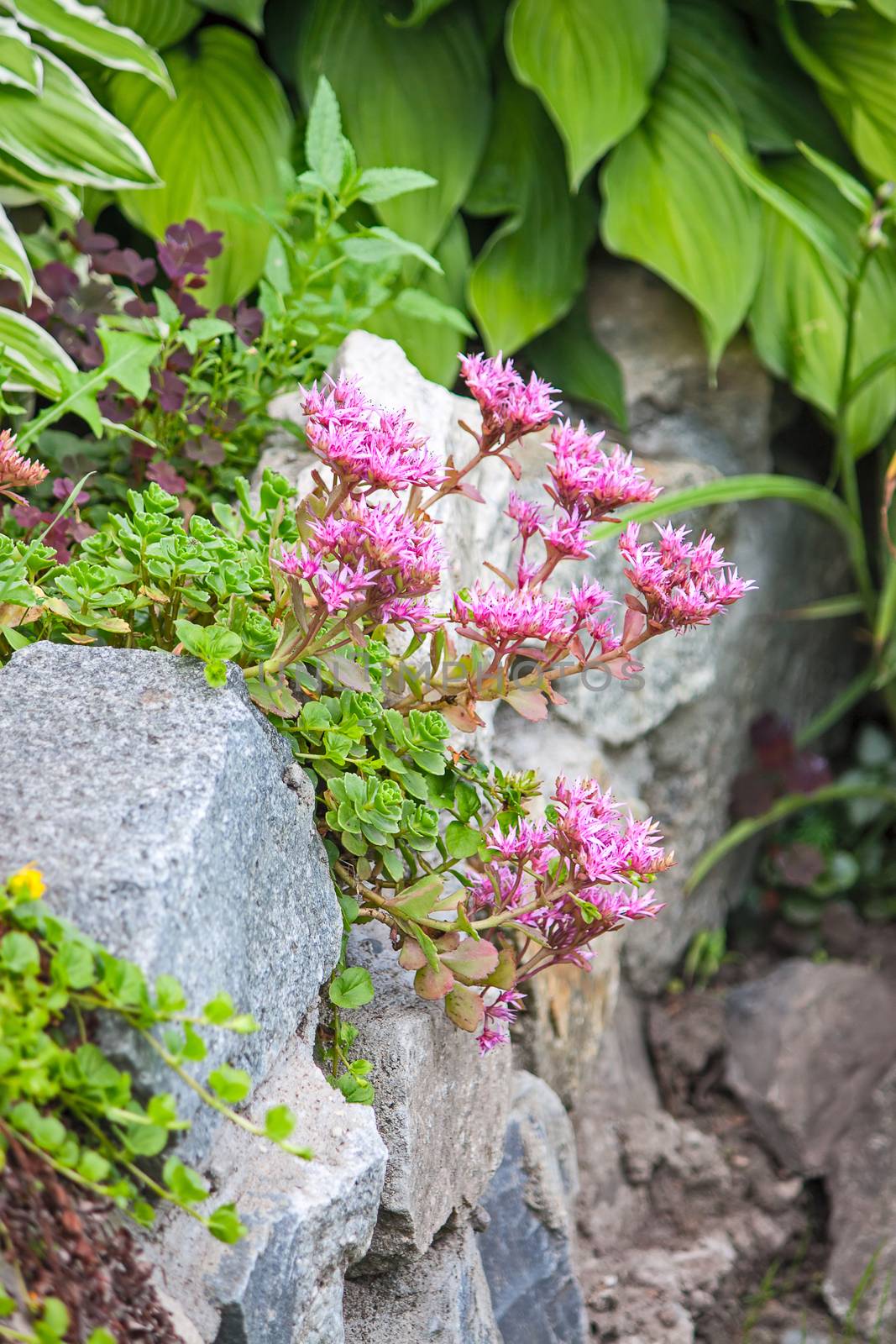 Sedum with flowers growing on the rocks in a corner of the garden.
