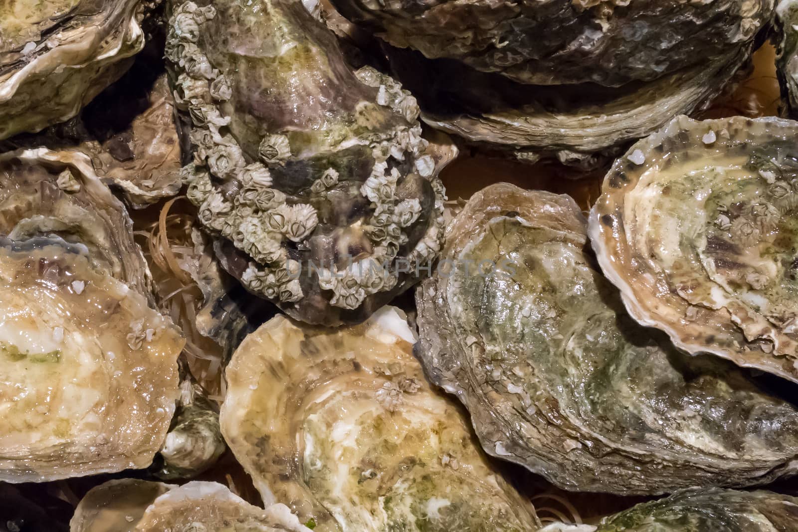 The group of fresh oysters at the fish market.