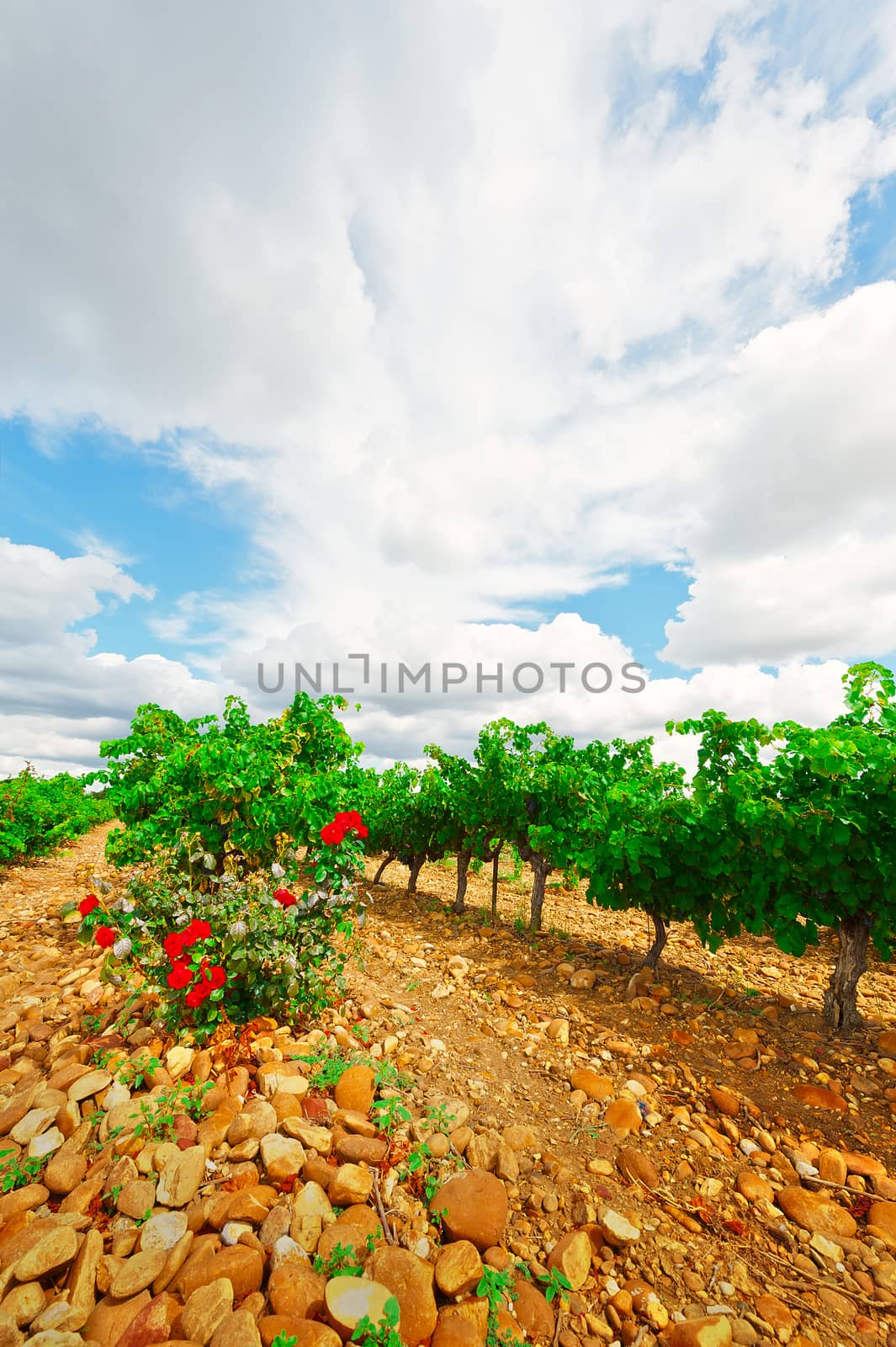 Hill in Spain with Ripe Vineyard and Rosebush