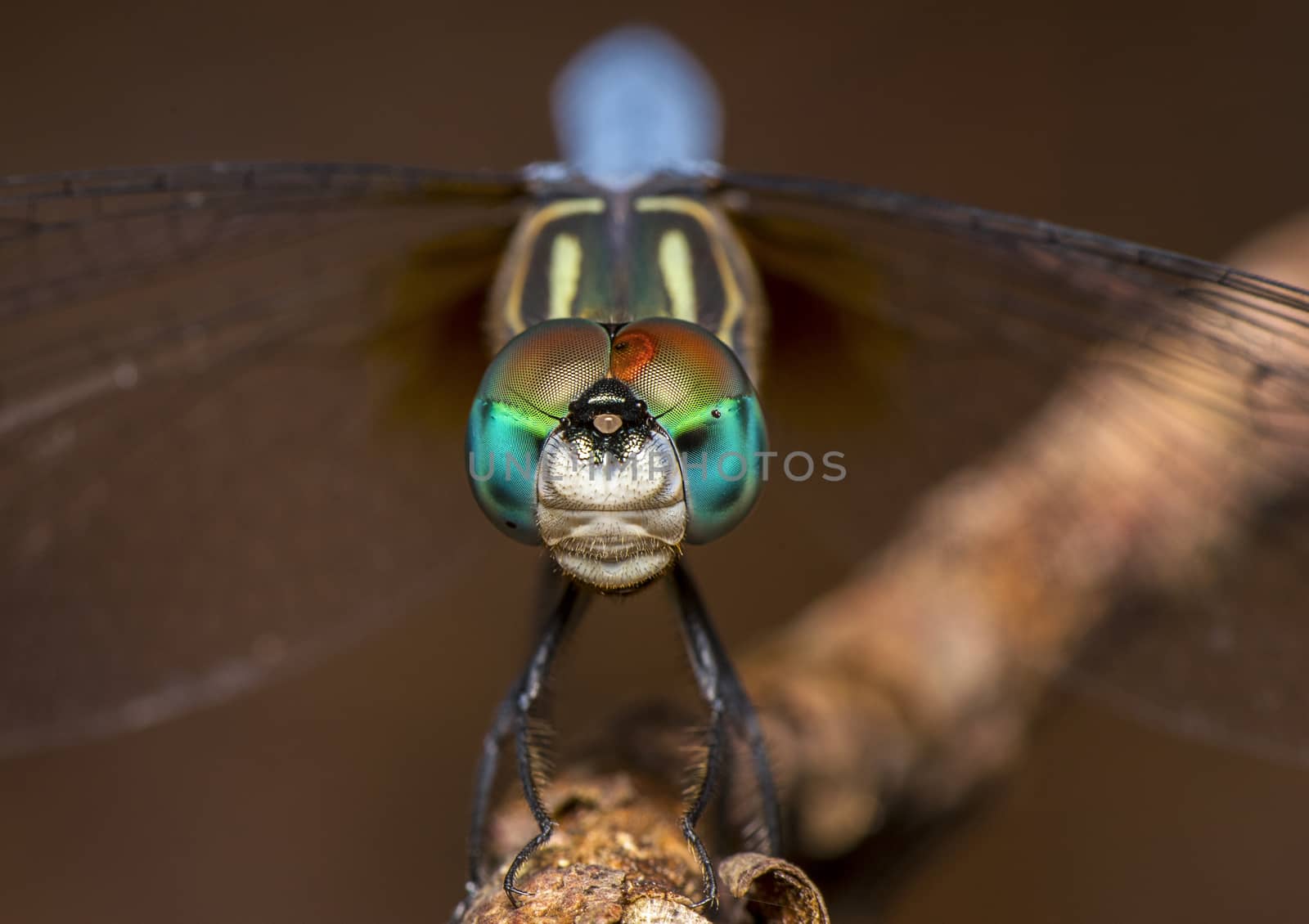 compound eyes of a dragon fly in close