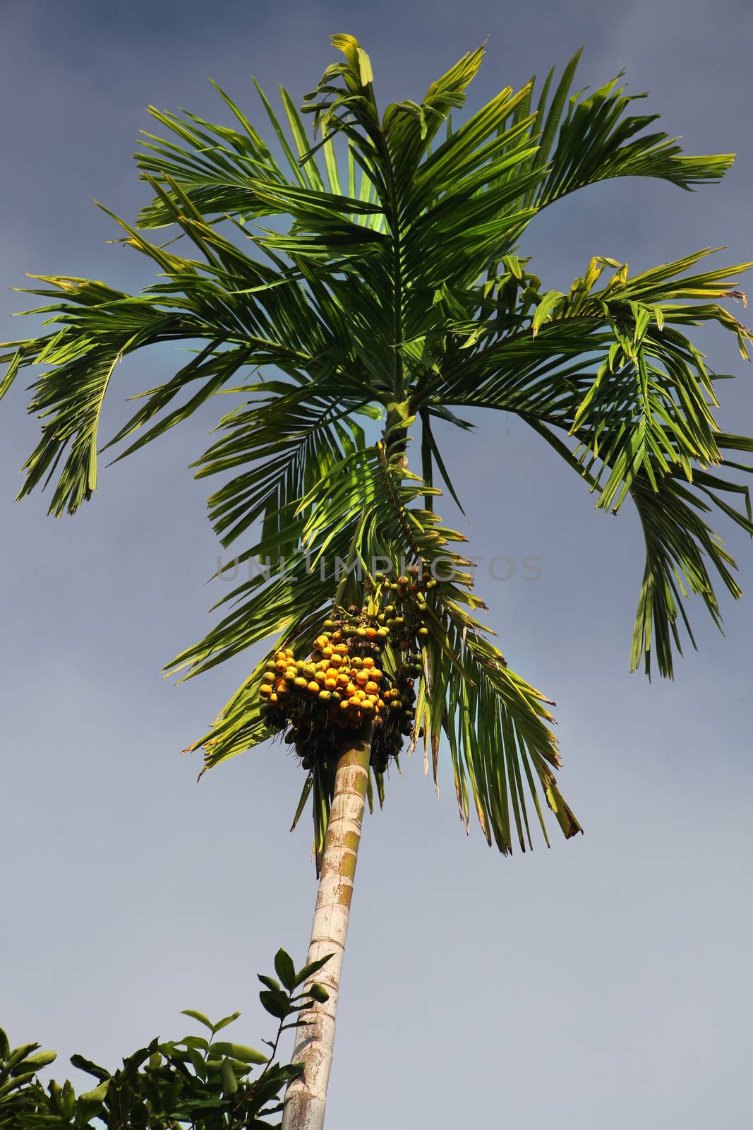 green date palm by ssuaphoto