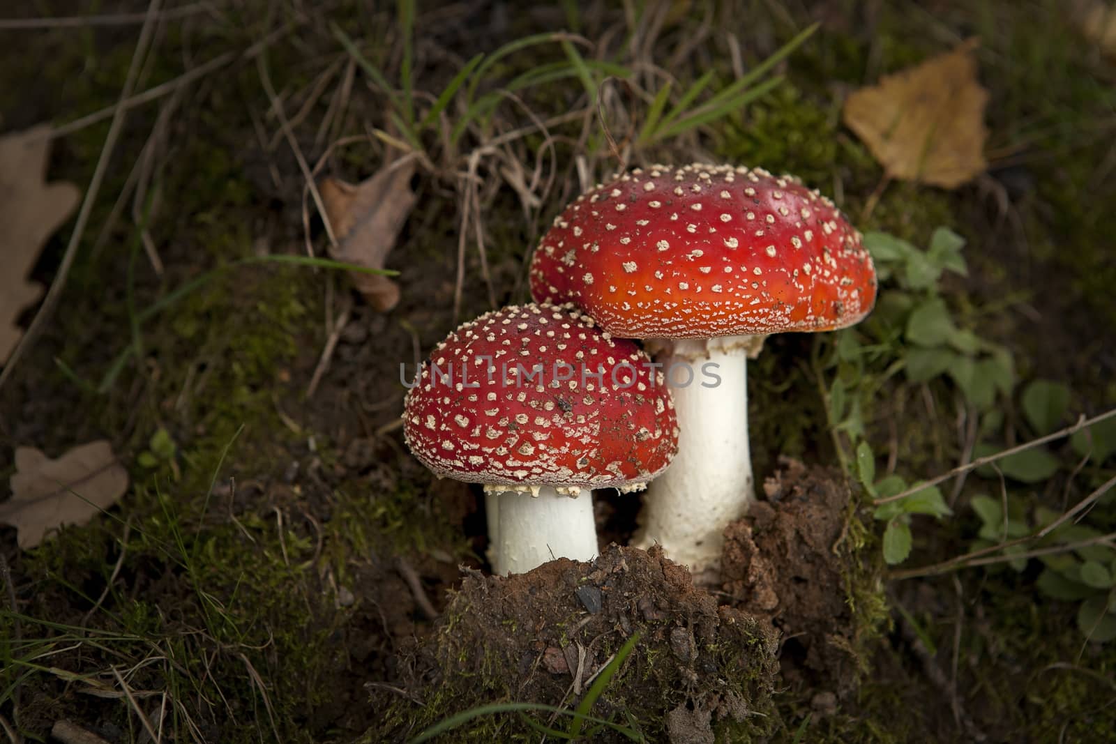 Two mushroom in the autumn forest. by sergey_pankin