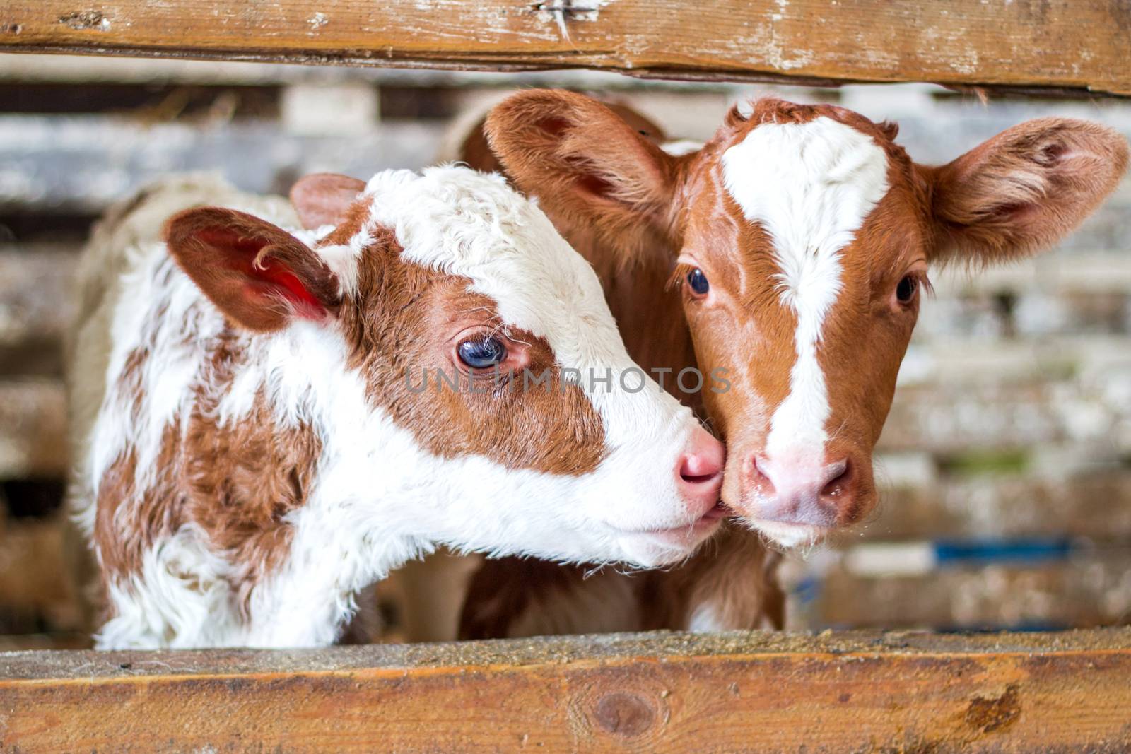 Red baby cow calf standing at stall at farm countryside