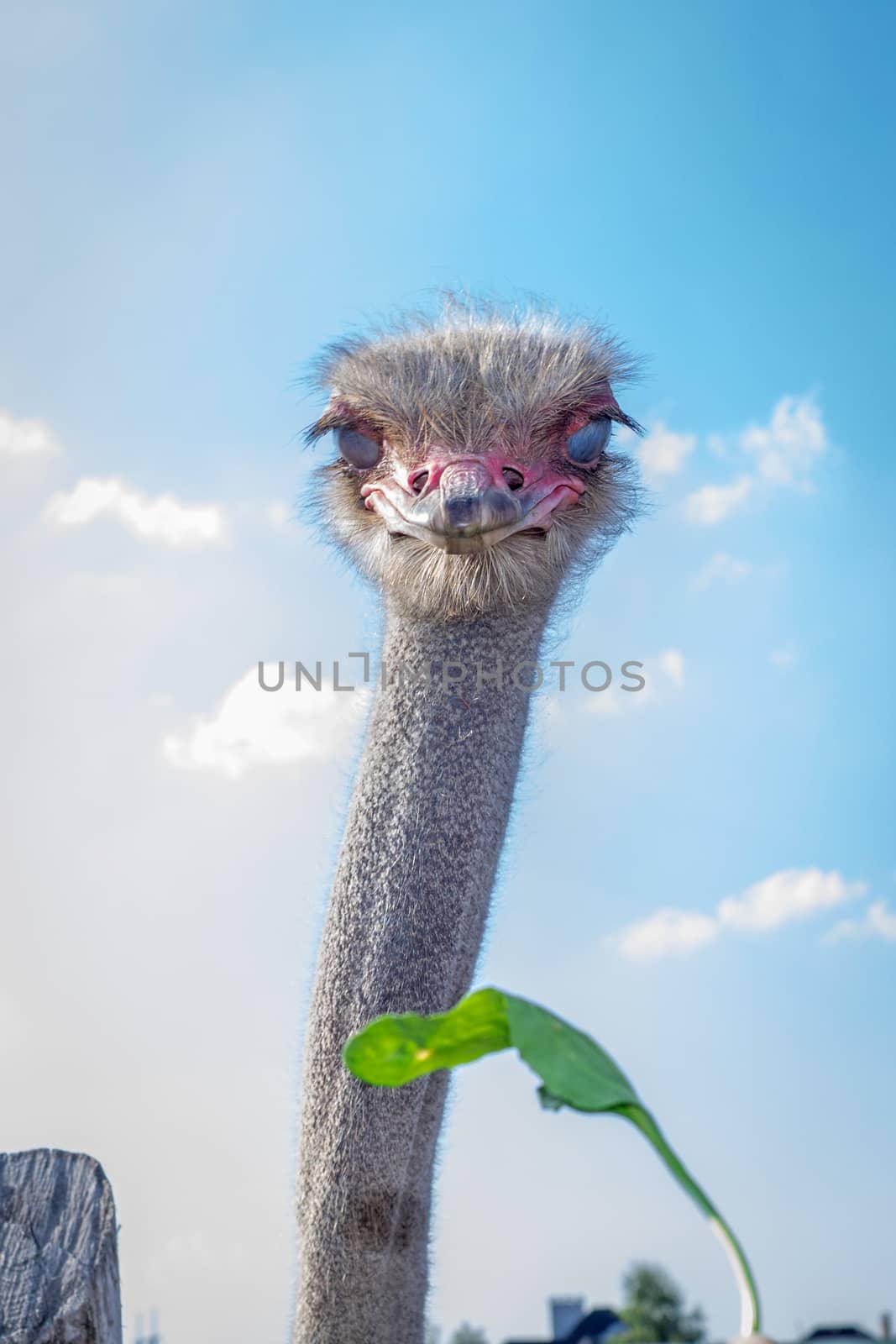 Ostrich birds on ostrich farm countryside
