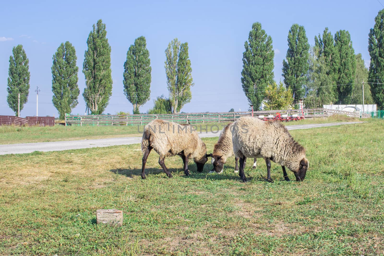 Sheeps herd feed at grass at farm countryside