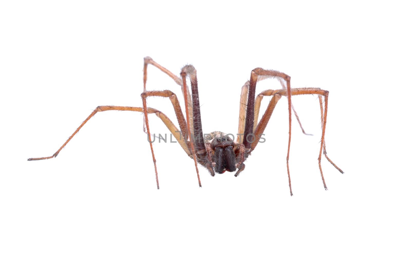 Brown spider isolated on a white background