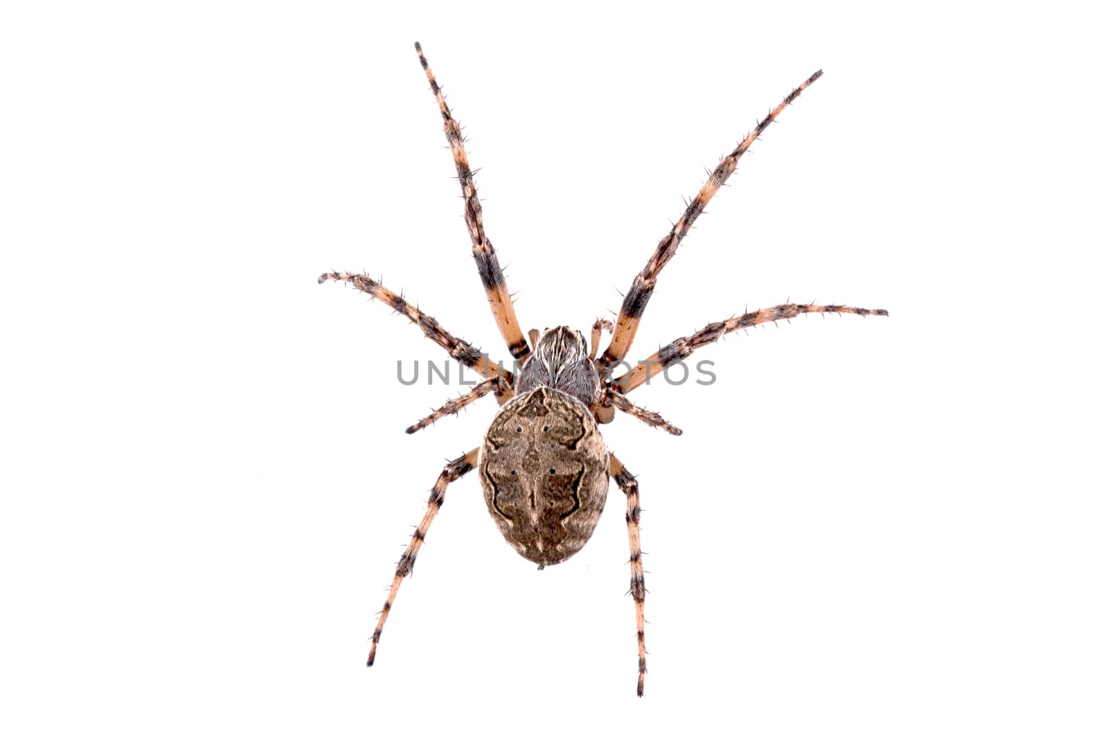 Brown spider isolated on a white background
