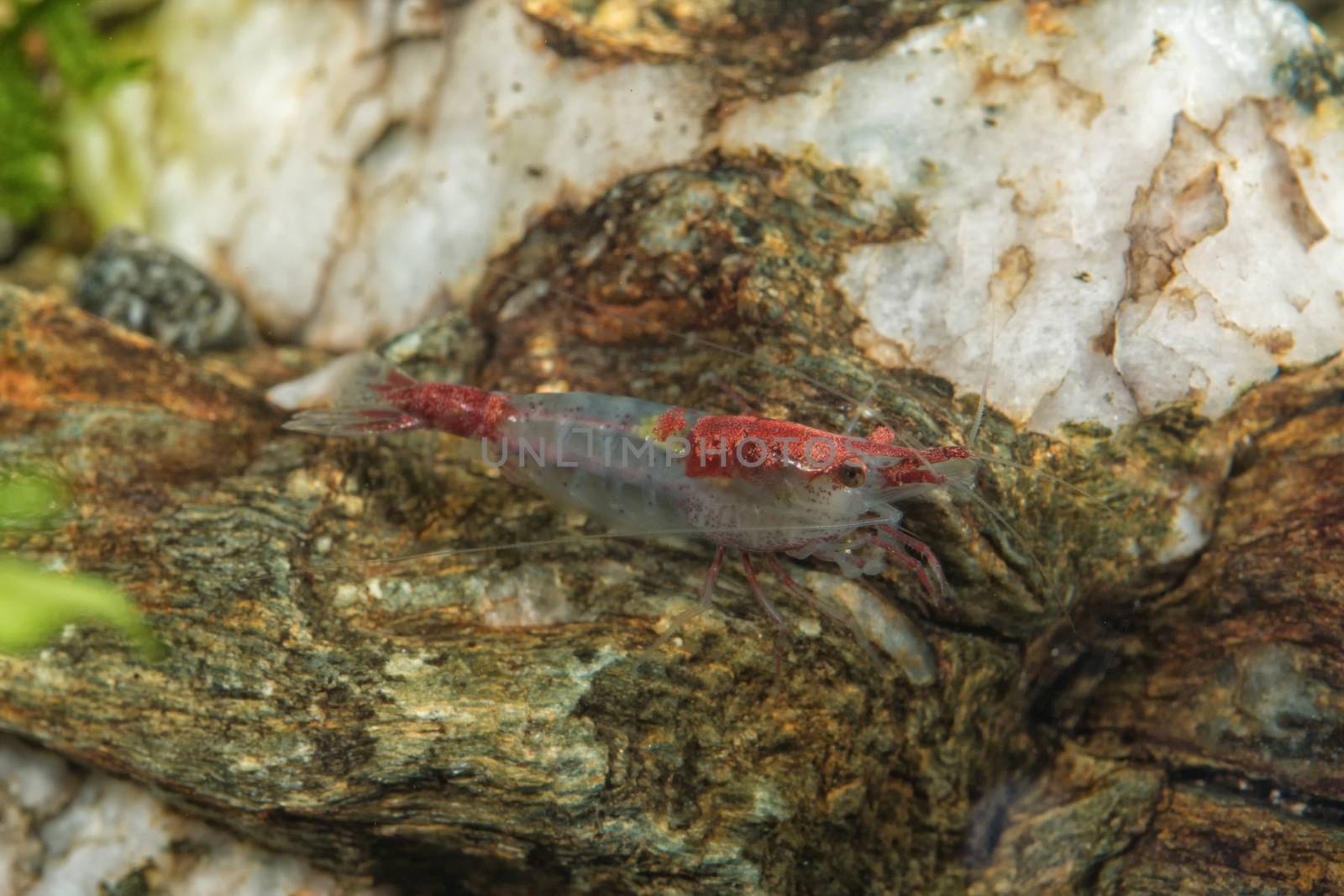 Red freshwater shrimp closeup shot in aquarium (genus Neocaridina)