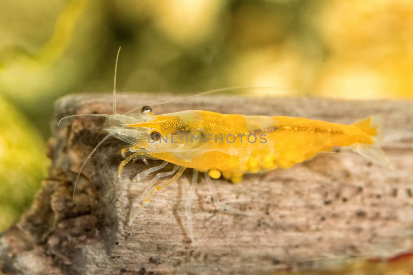 Yellow freshwater shrimp closeup shot in aquarium (genus Neocaridina)