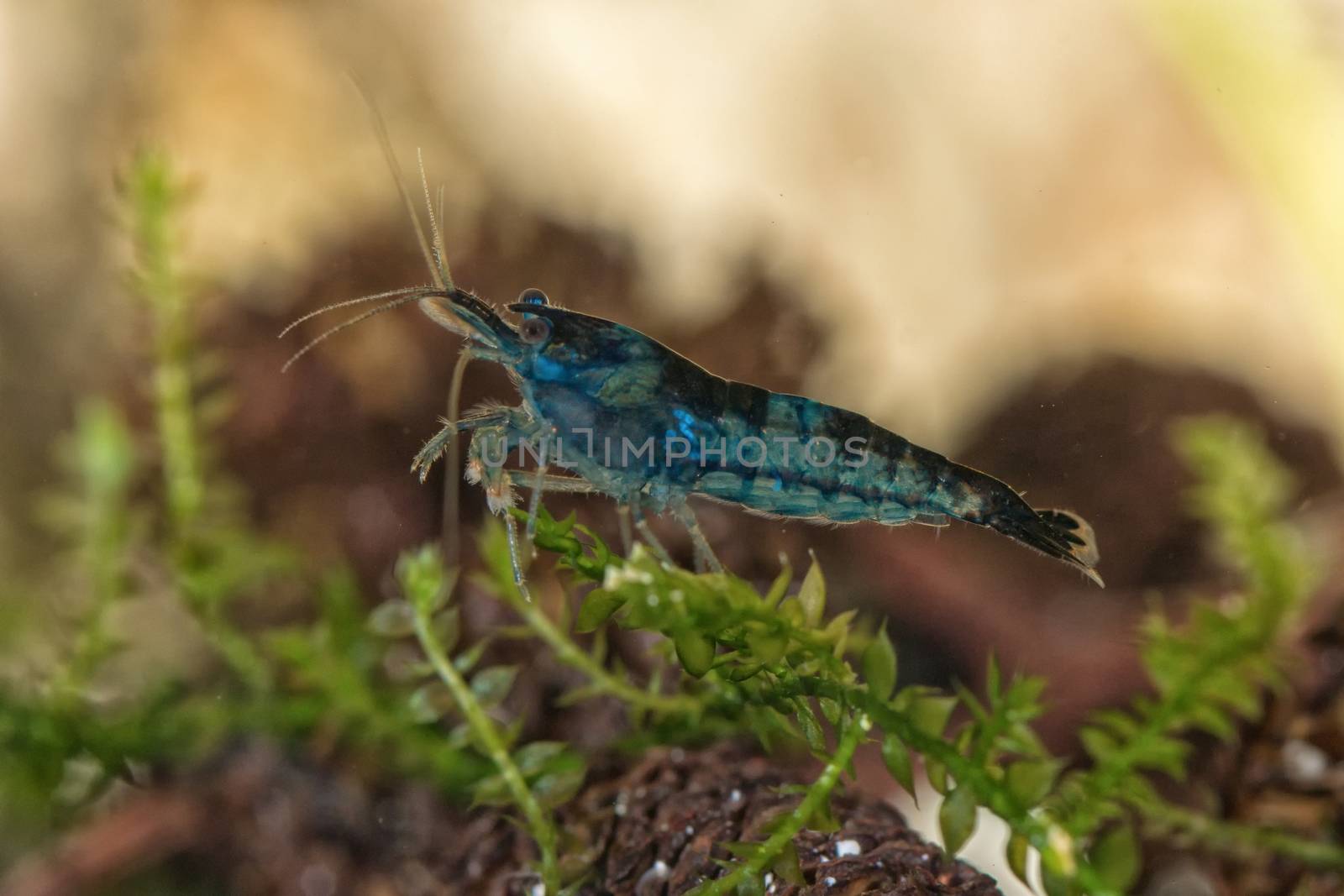 Blue freshwater shrimp closeup shot in aquarium (genus Neocaridina)