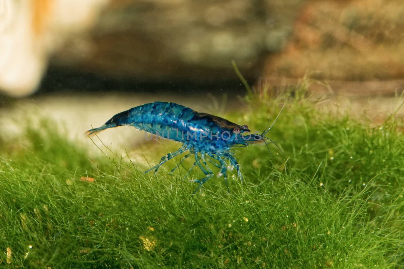 Blue freshwater shrimp closeup shot in aquarium (genus Neocaridina)