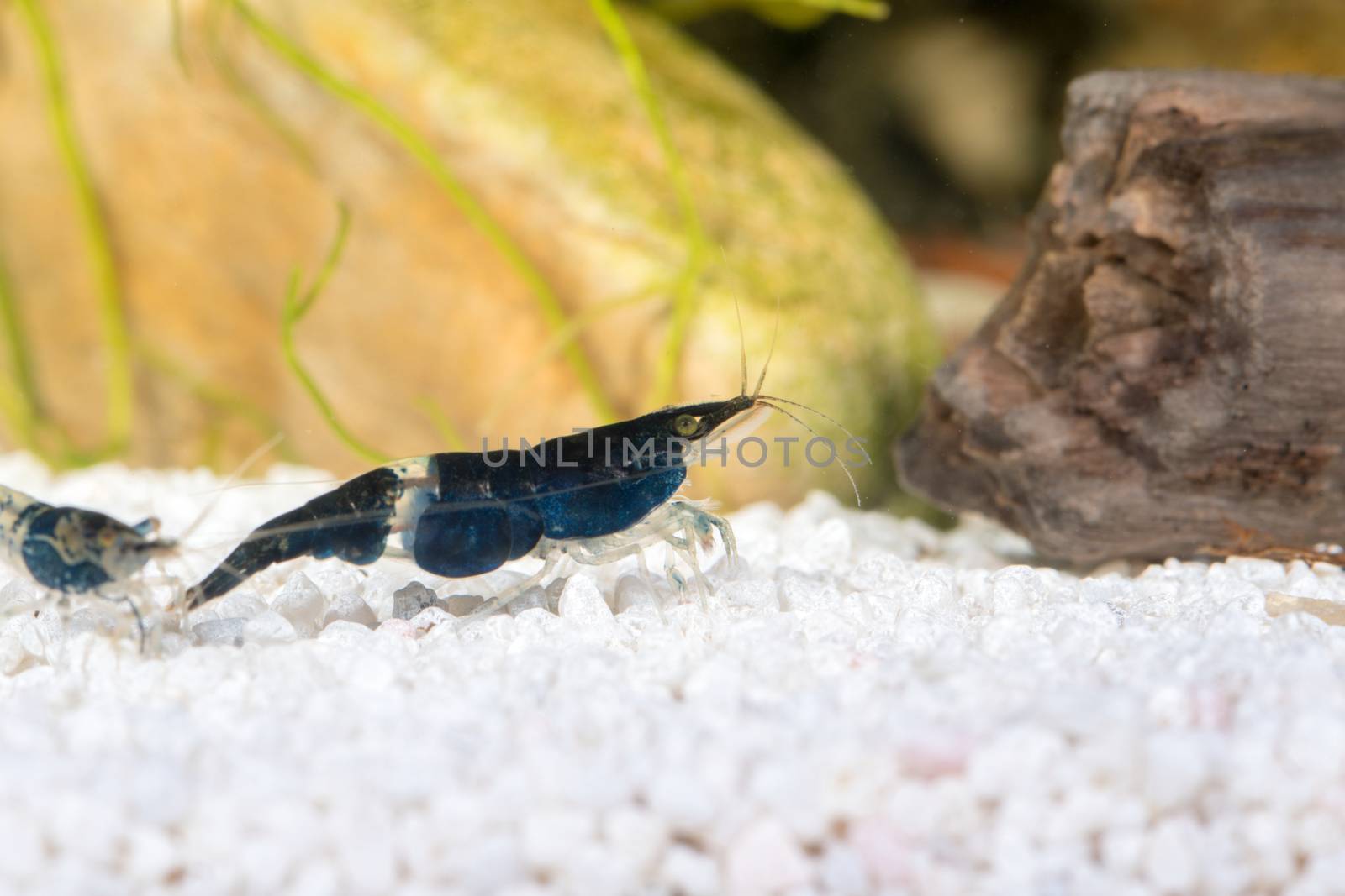 Black freshwater shrimp closeup shot in aquarium (genus Neocaridina)