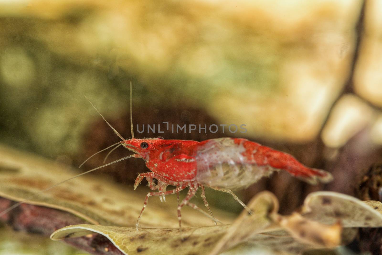 Red freshwater shrimp closeup shot in aquarium (genus Neocaridina)