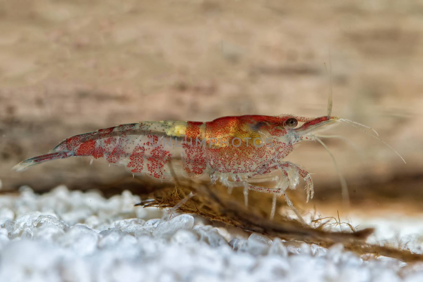 Red freshwater shrimp closeup shot in aquarium (genus Neocaridina)