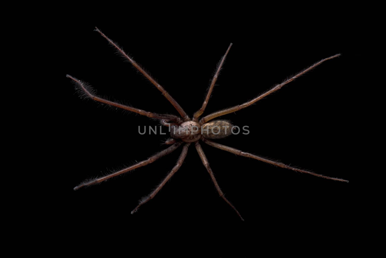 Brown spider isolated on a black background