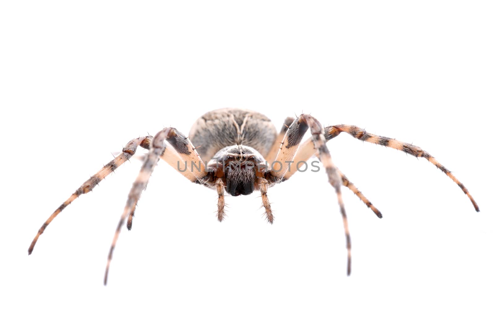 Brown spider isolated on a white background