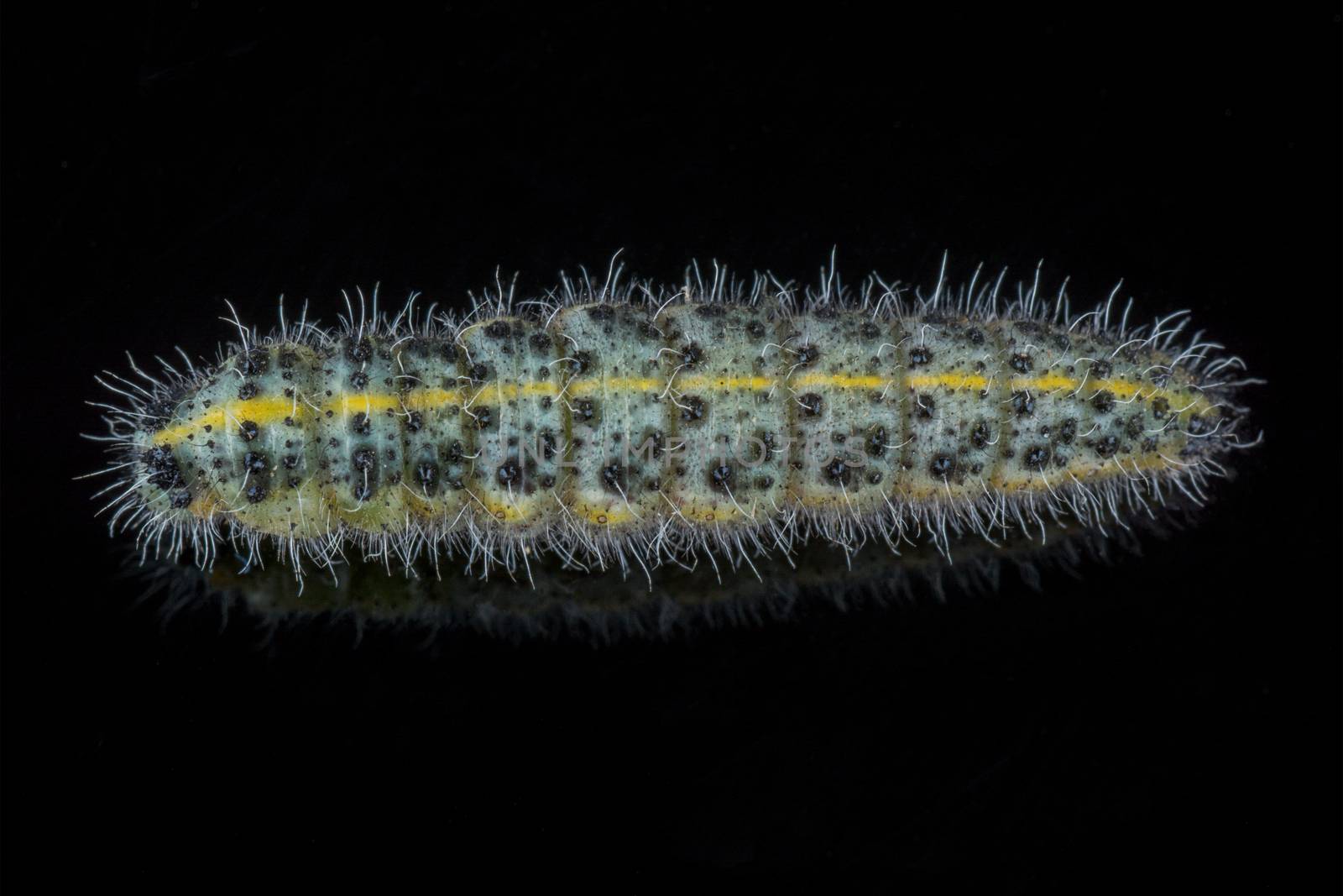 Colored caterpillar isolated on a black background