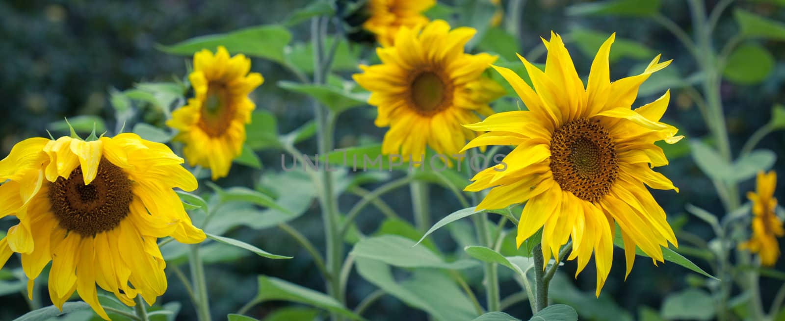 Bright Yellow Flower Of A Sunflower On Industrial Agriculture Farmer Field For The Production Of Liquid Vegetable Oil, Regrowing Raw Materials, Food Production Industry, Profitable Summer Flowers