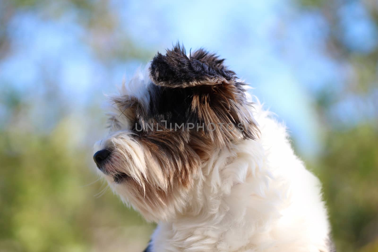 Portrait of a cute little puppy tricolor