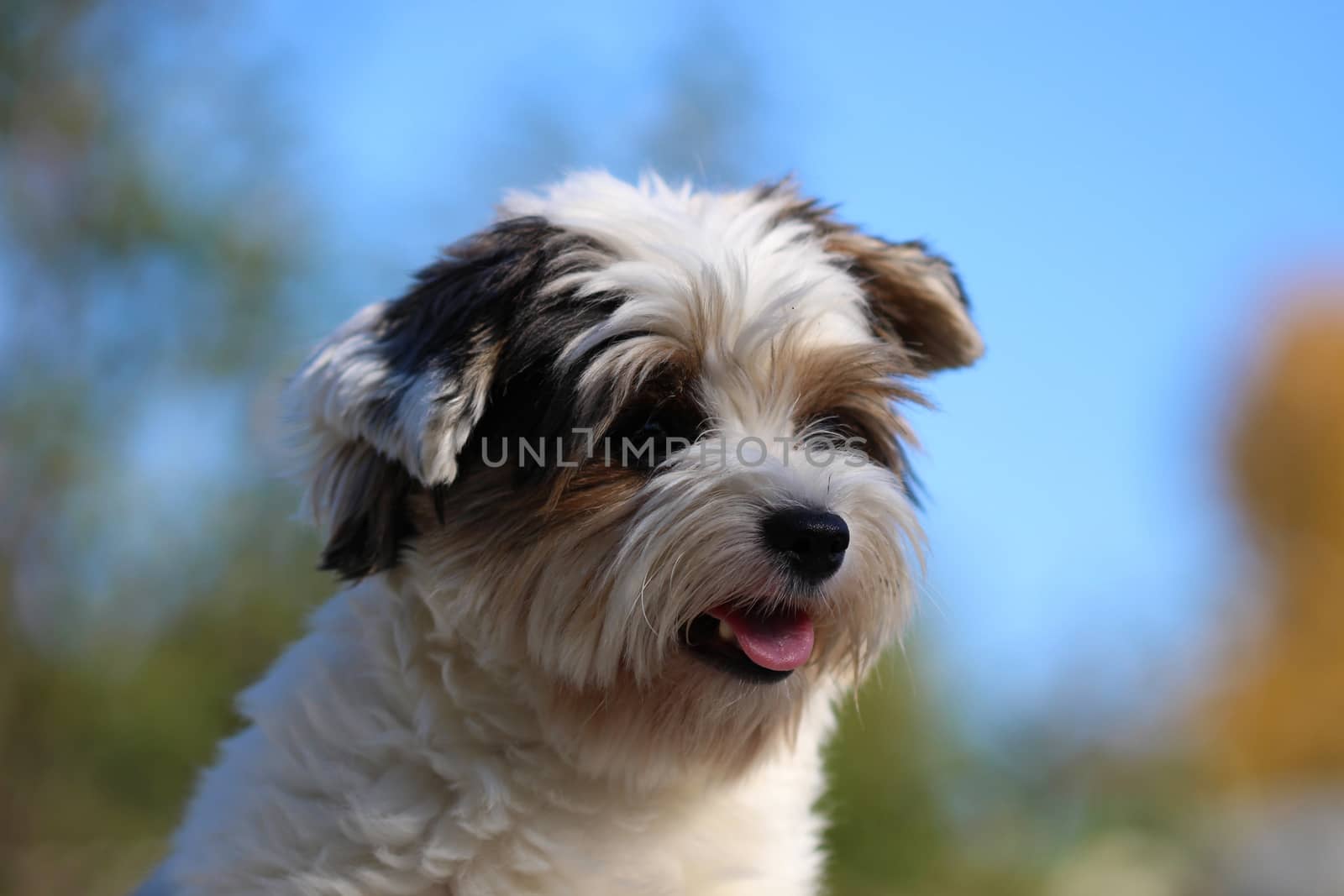 Portrait of a cute little puppy tricolor