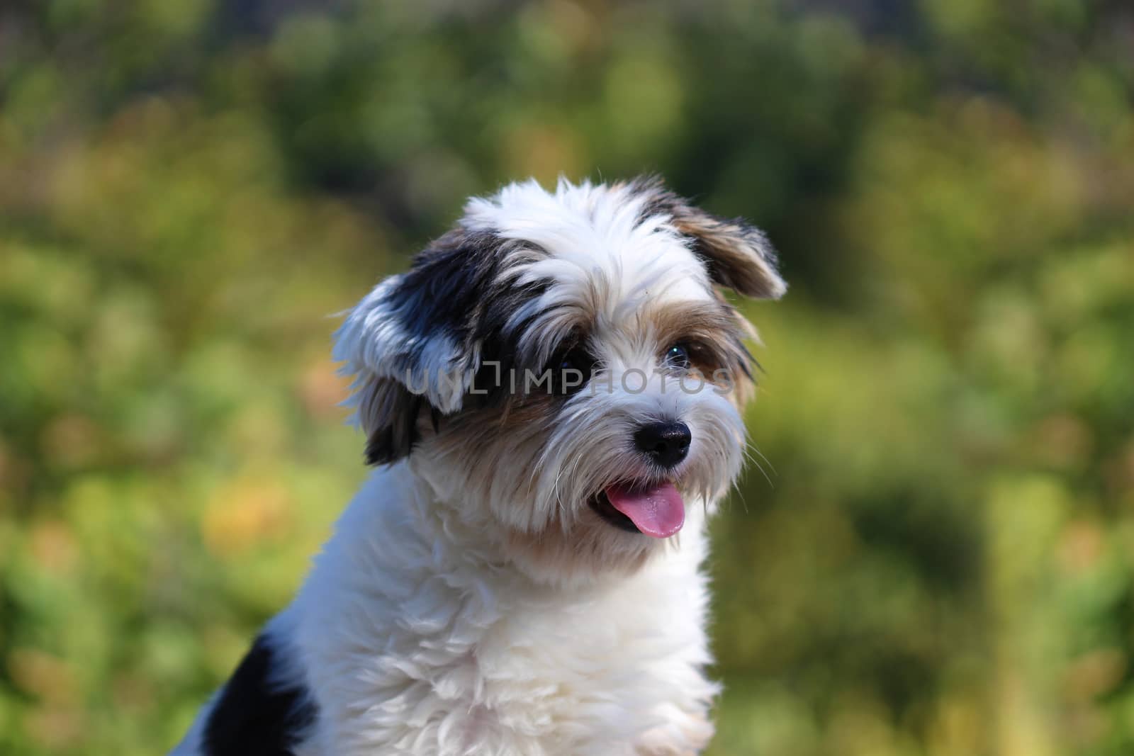 Portrait of a cute little puppy tricolor