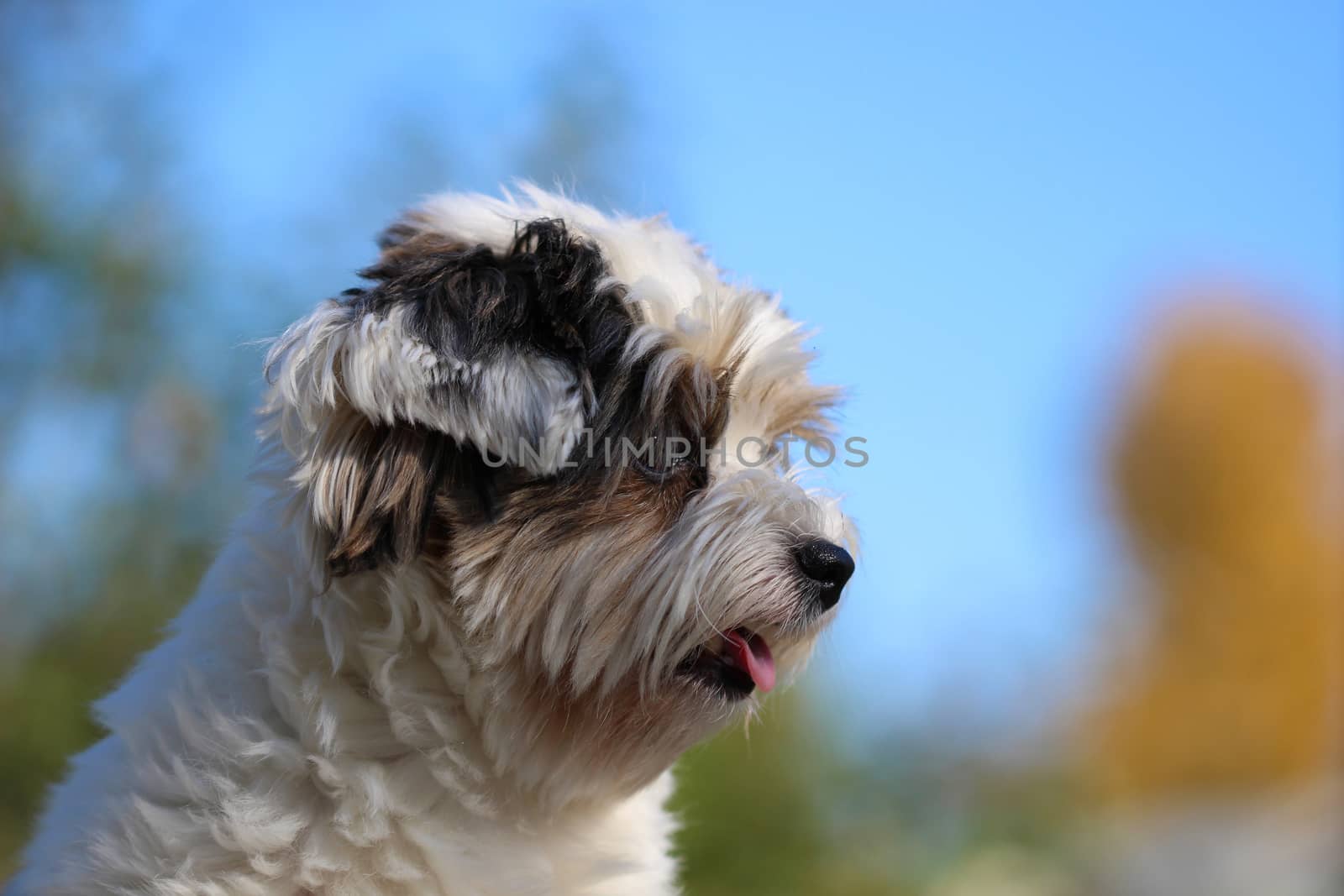 Portrait of a cute little puppy tricolor