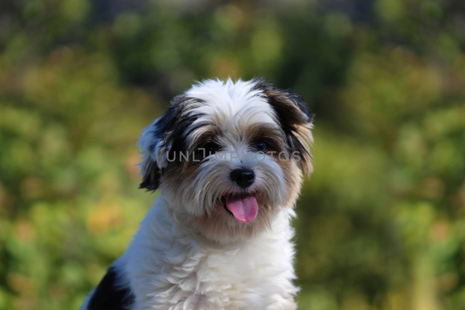 Portrait of a cute little puppy tricolor