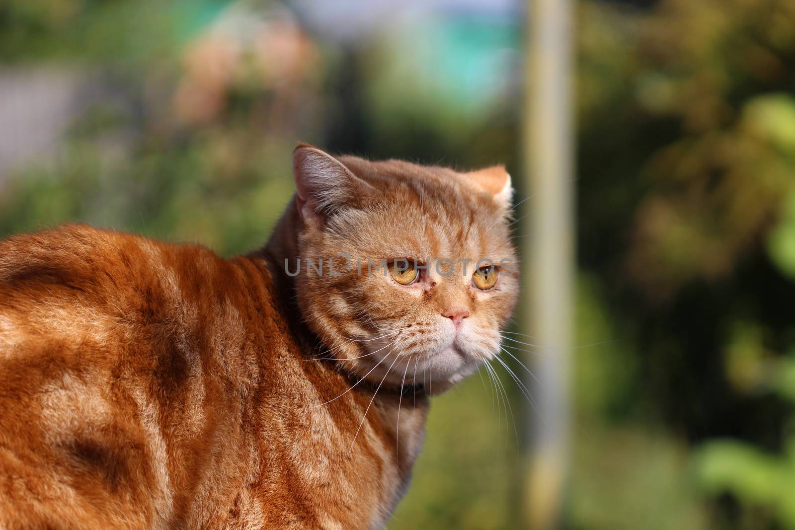 Redheaded cat sitting on a tree stump by brux