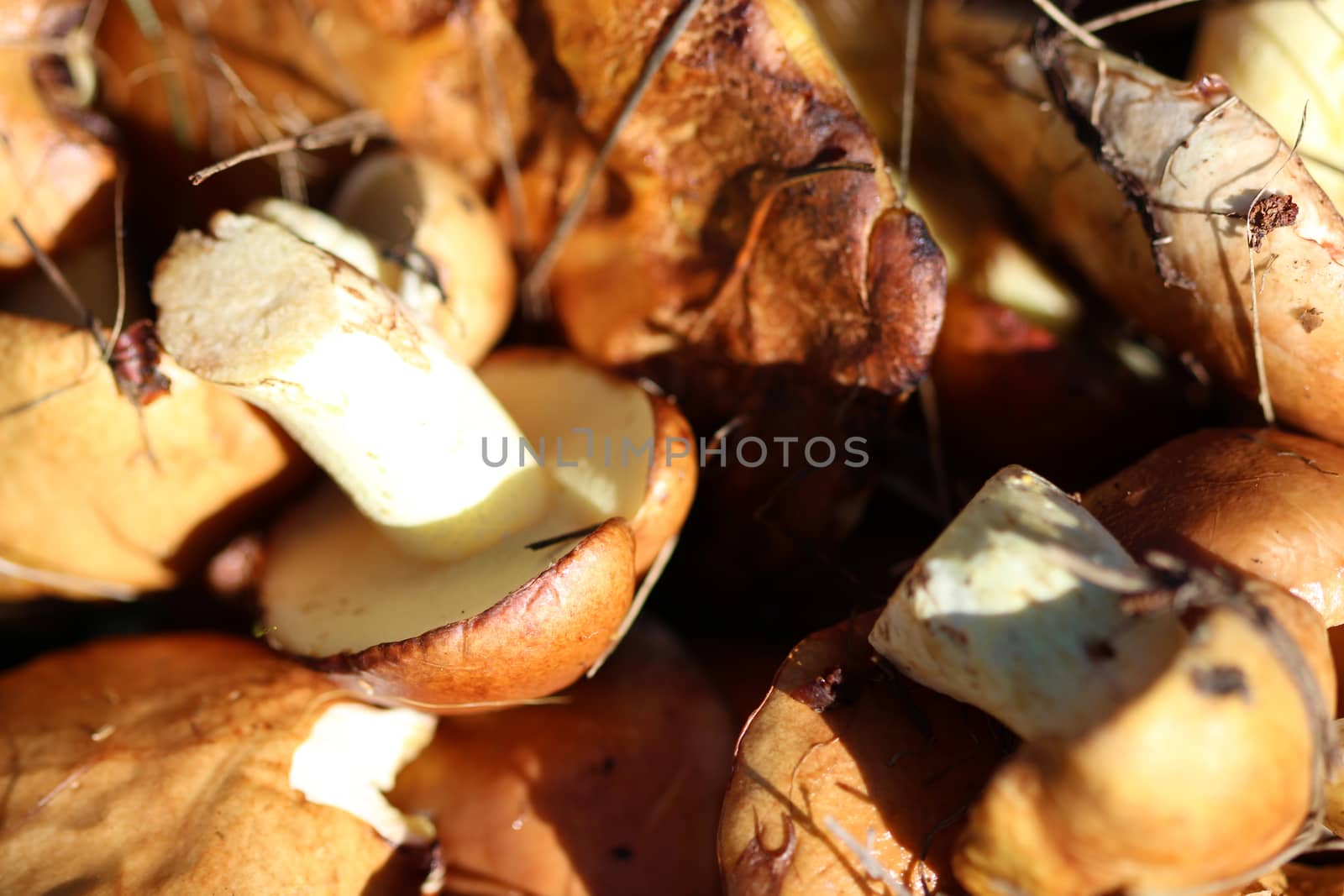 Rich autumn harvest mushrooms in the basket