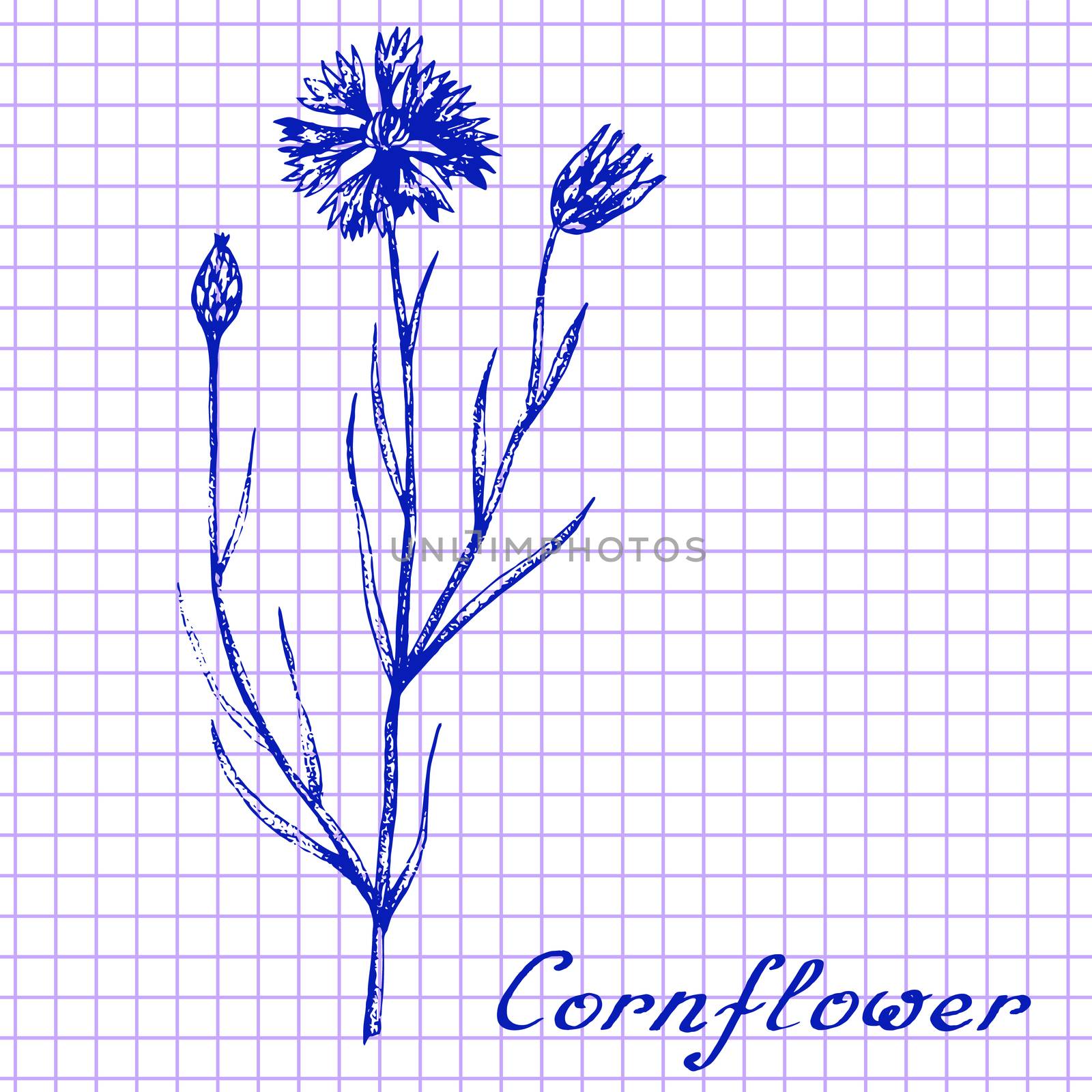 Cornflower. Botanical drawing on exercise book background by Julia_Faranchuk