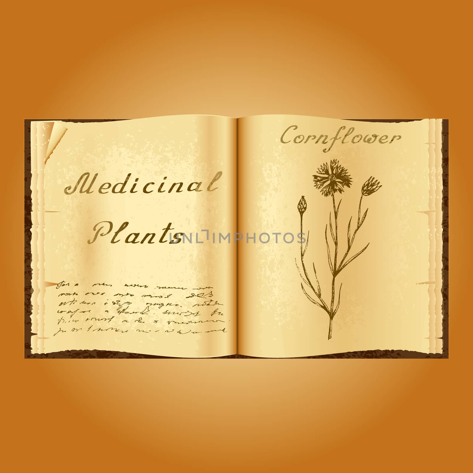 Cornflower. Botanical illustration. Medical plants. Old open book herbalist. Grunge background. Vector illustration