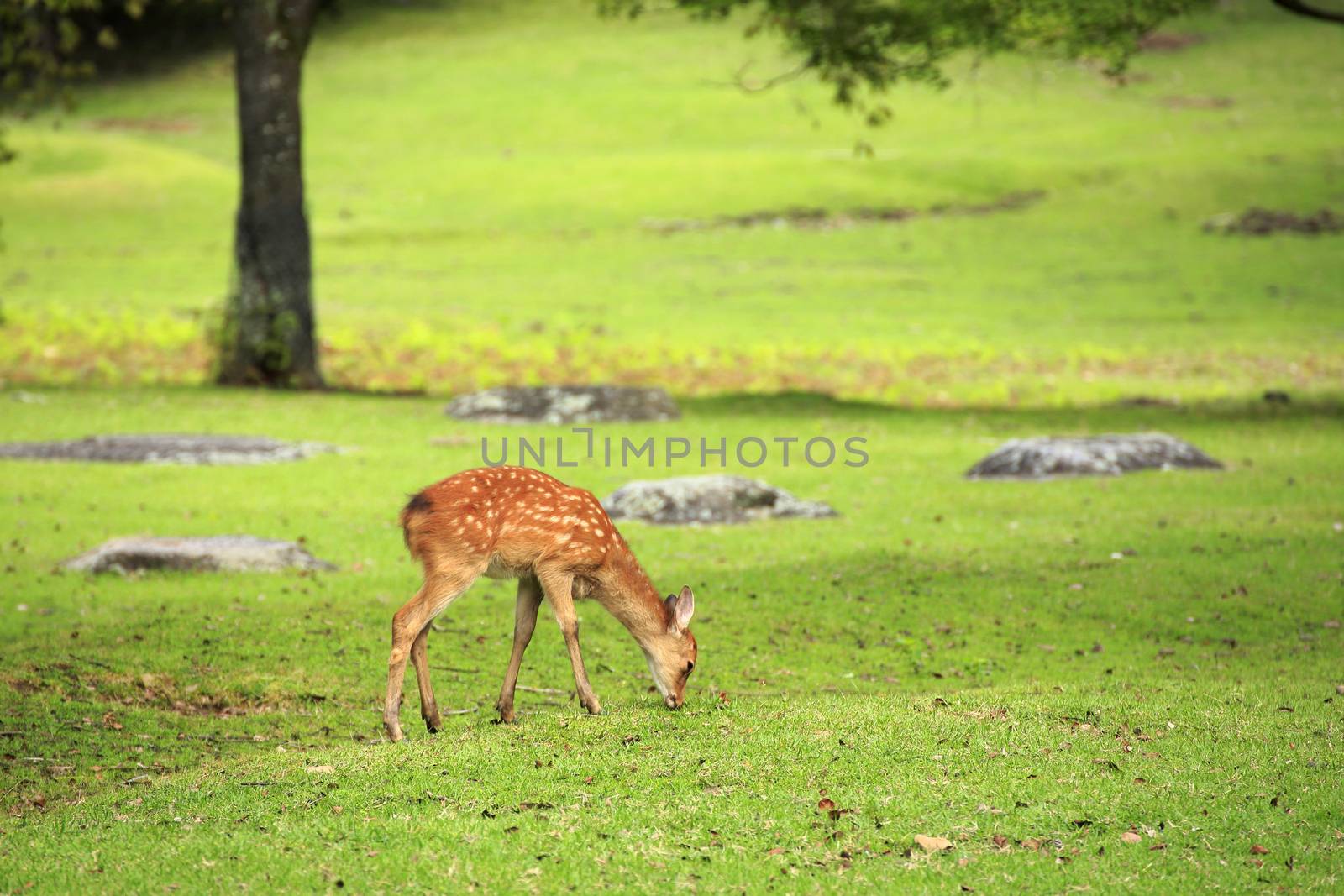 Deer in Nara Park by yoshiyuki__kaneko