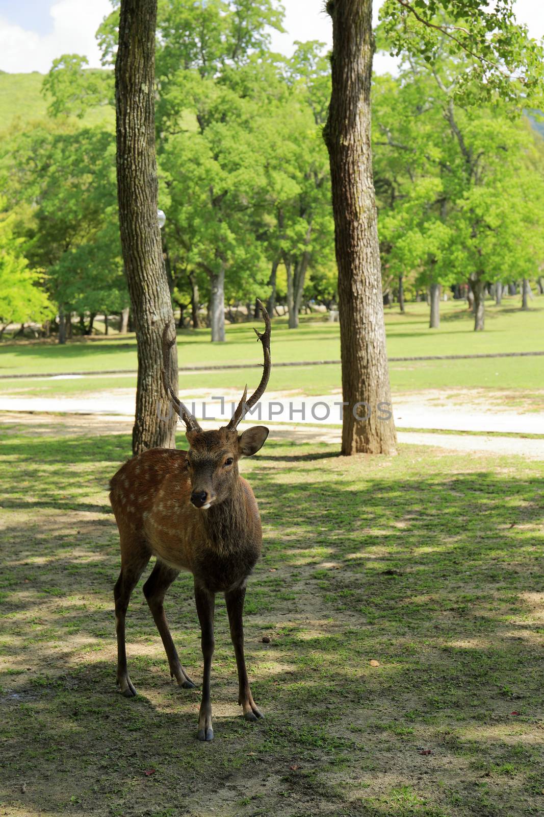 Deer in Nara Park by yoshiyuki__kaneko