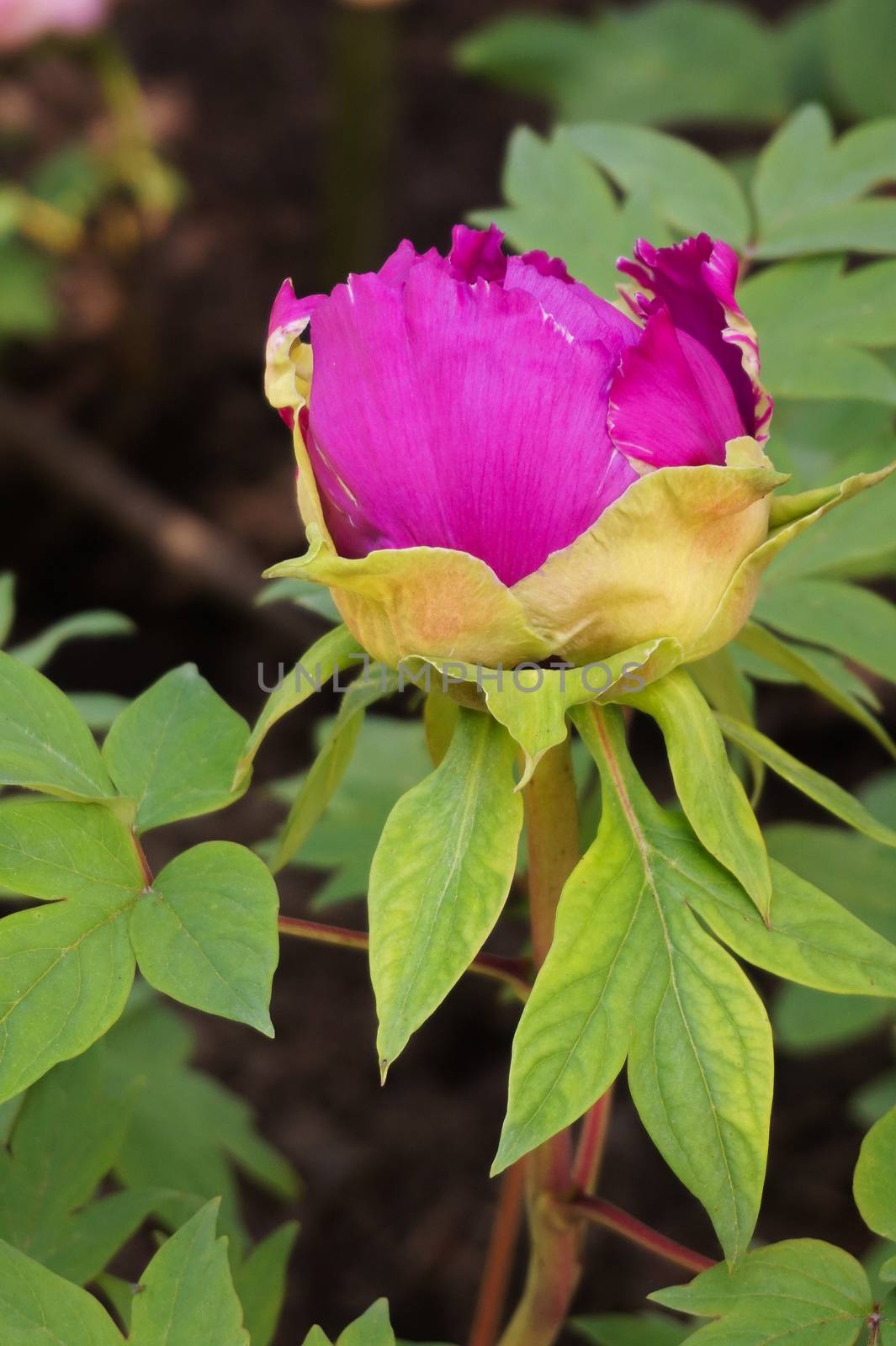 Pink peony in garden