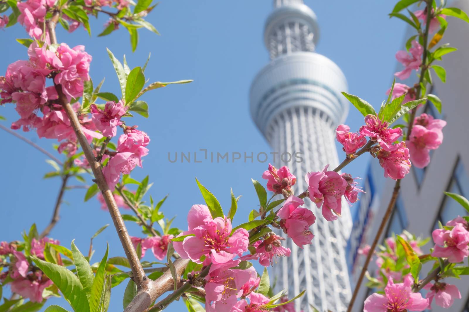 Peach blossom with Tokyo sky tree