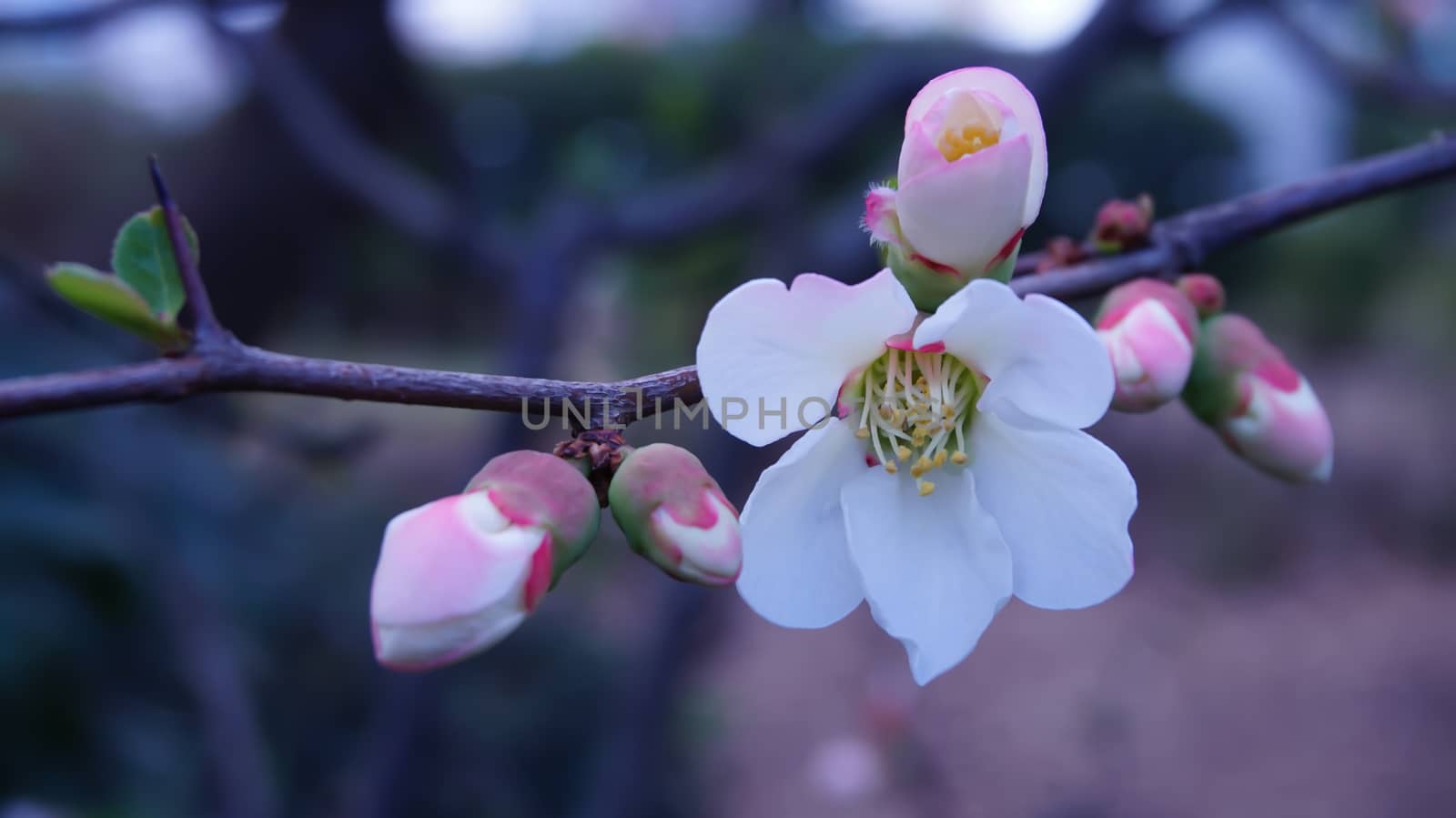 A branch of plum blossom