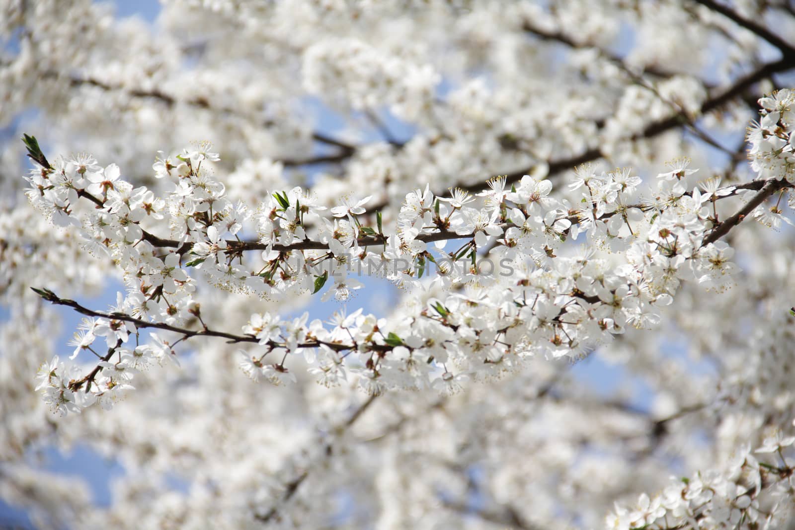 Close up beautiful blossom tree